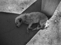 /album/fotogaleria-serie-camino-a-la-matanza/perritobaja-jpg/